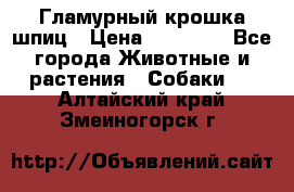 Гламурный крошка шпиц › Цена ­ 30 000 - Все города Животные и растения » Собаки   . Алтайский край,Змеиногорск г.